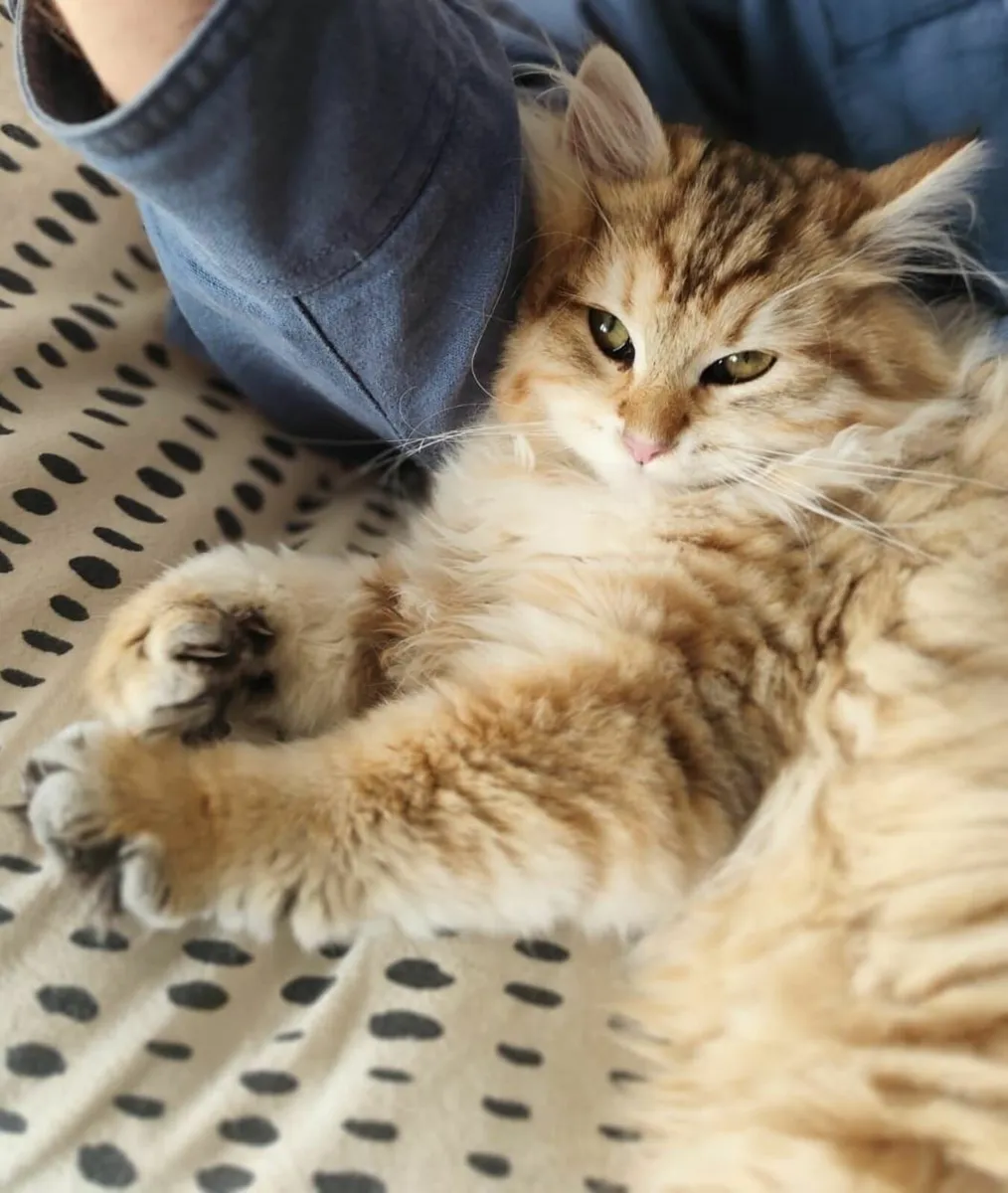 Siberian kitten - Image 1