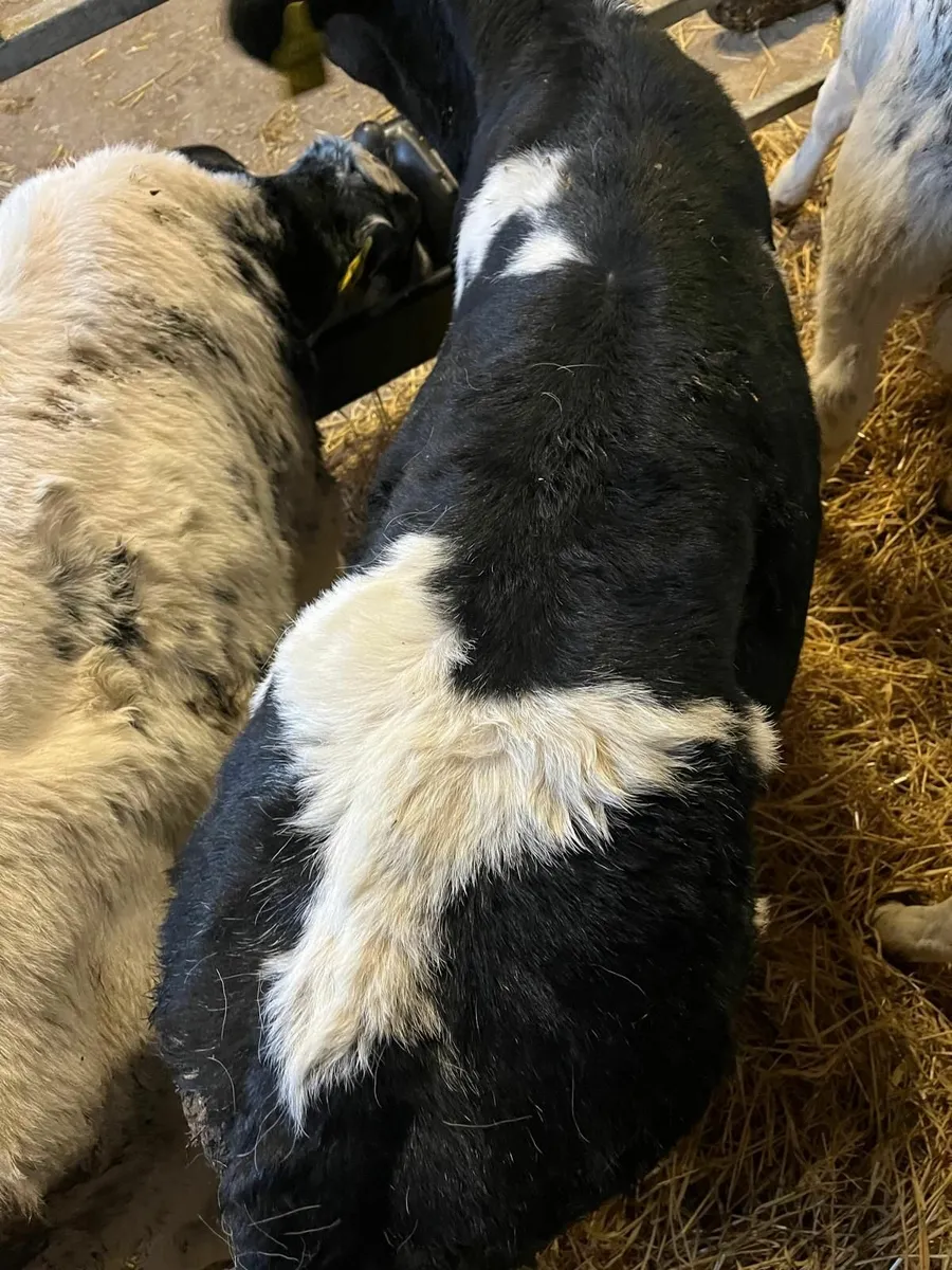 BB and AA Calves - Image 2