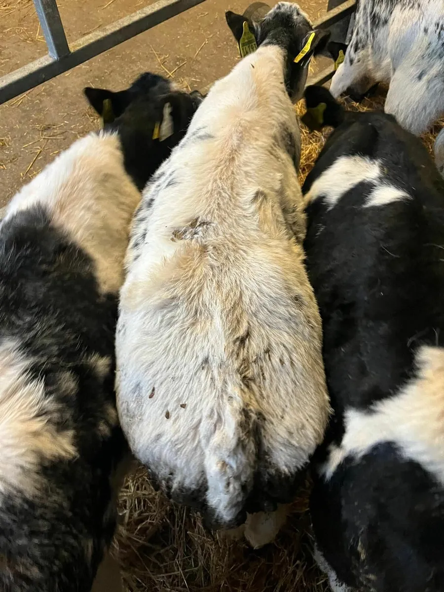 BB and AA Calves - Image 3