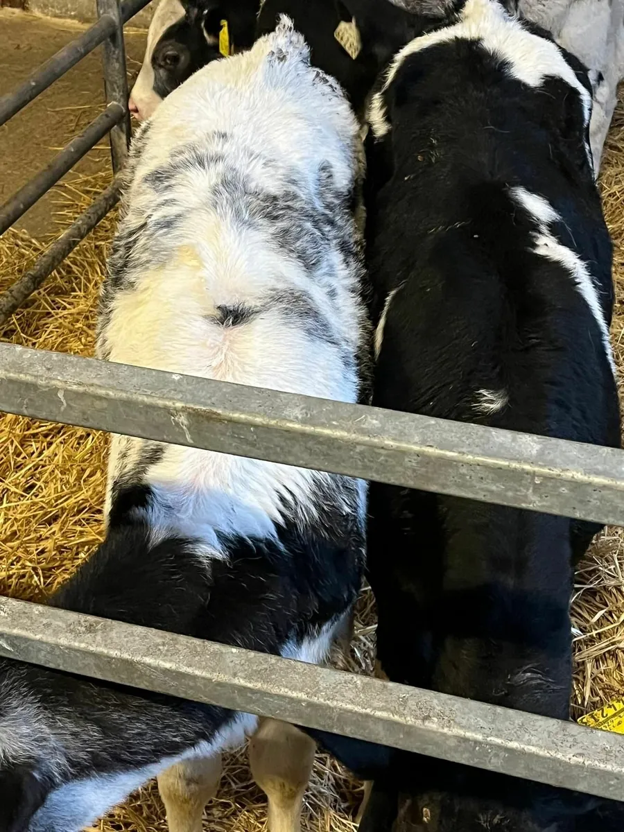 BB and AA Calves - Image 1