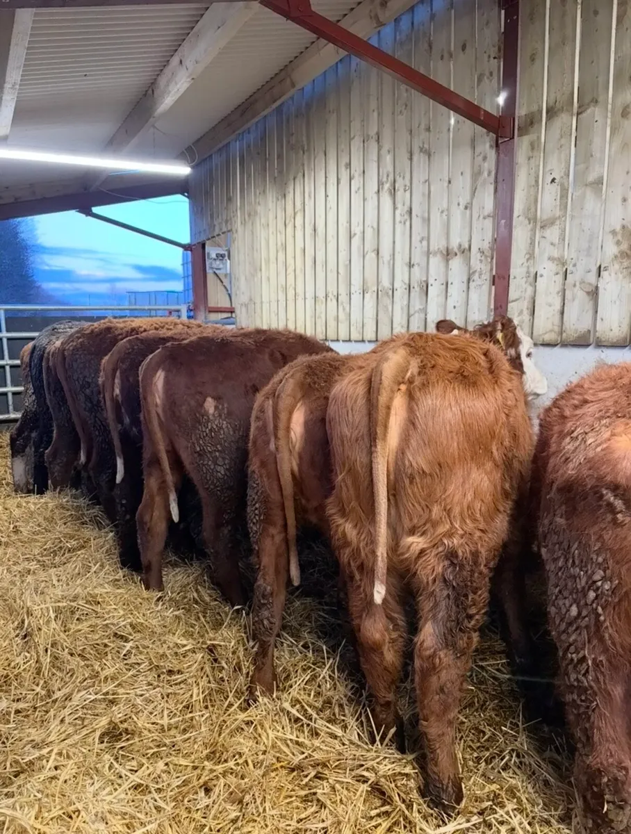 12 super top quality 260kilo heifers for sale - Image 1