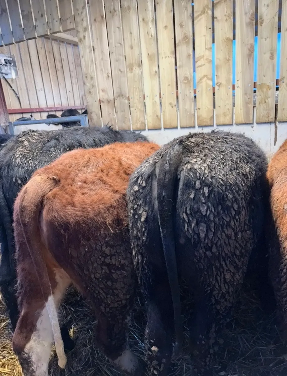 12 super top quality 260kilo heifers for sale - Image 2