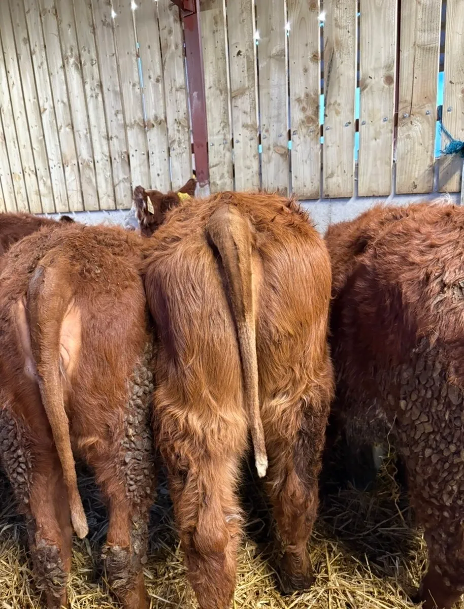 12 super top quality 260kilo heifers for sale - Image 3