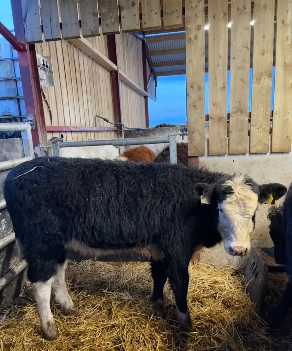 12 super top quality 260kilo heifers for sale - Image 4