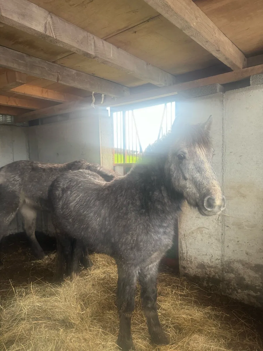 Grey foal - Image 4