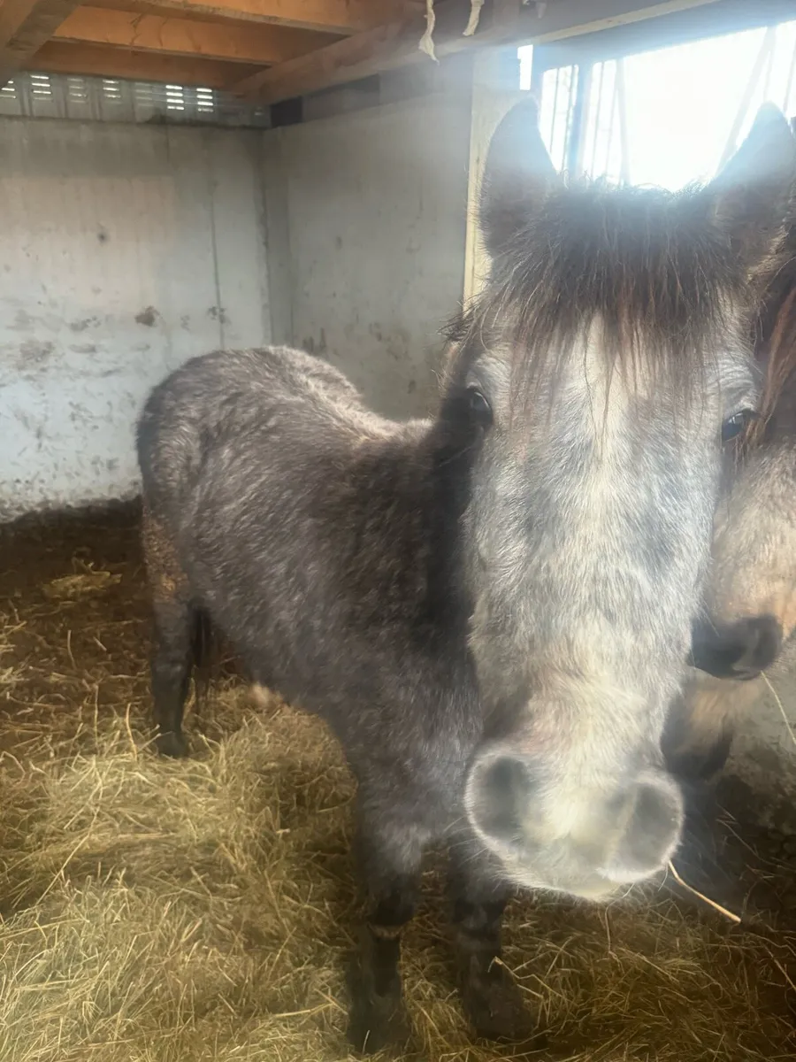 Grey foal - Image 3