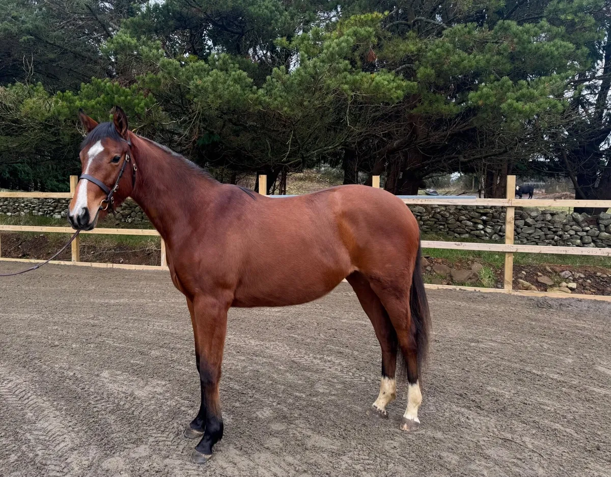 2 yr old filly - REDUCED FOR QUICK SALE - Image 1