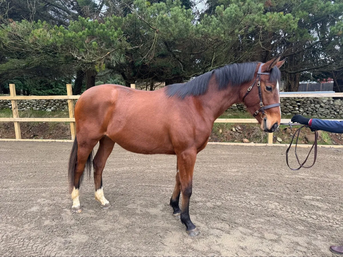 2 yr old filly - REDUCED FOR QUICK SALE - Image 2