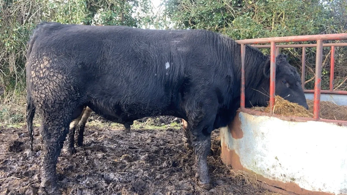 Angus bull - Image 3