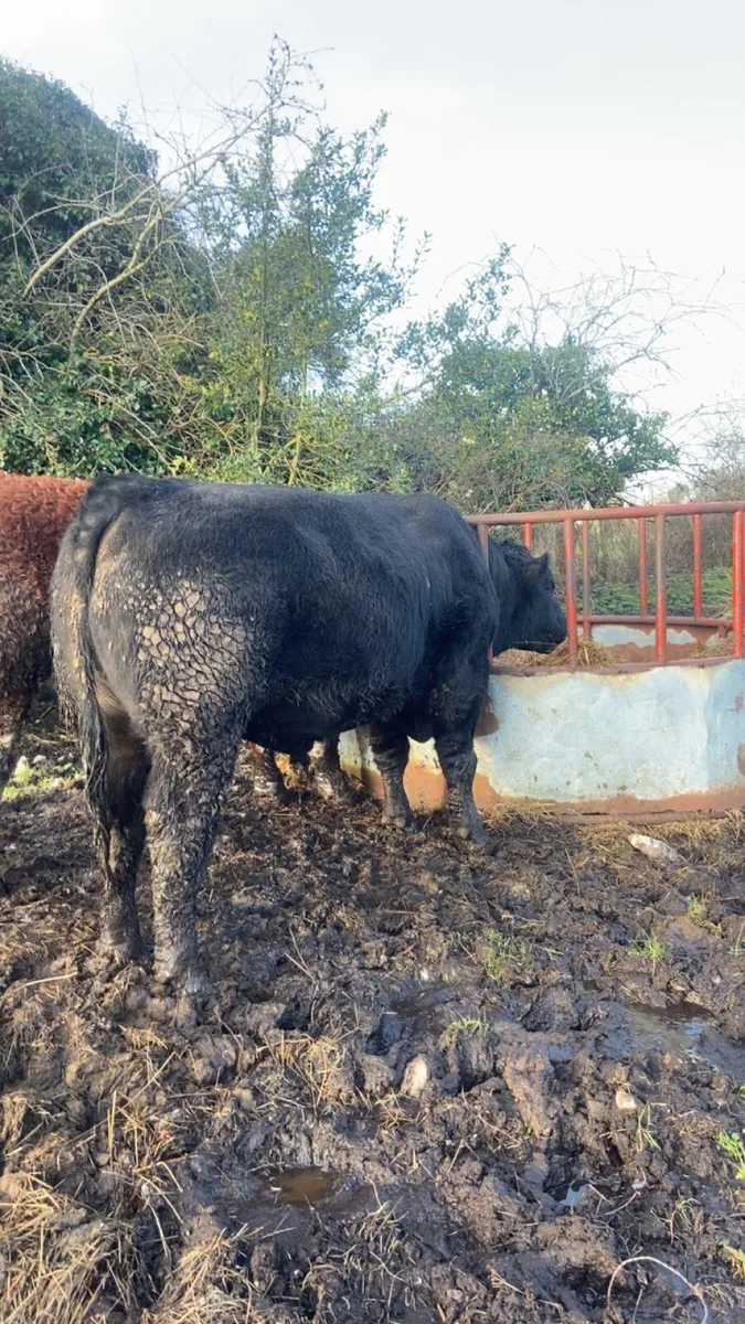 Angus bull - Image 2