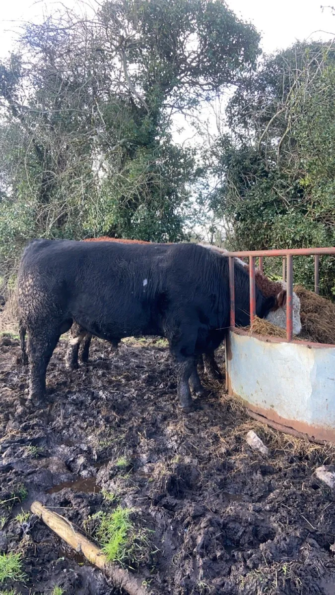 Angus bull - Image 4