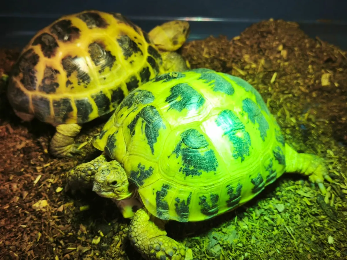 Horsefield tortoises - Image 4