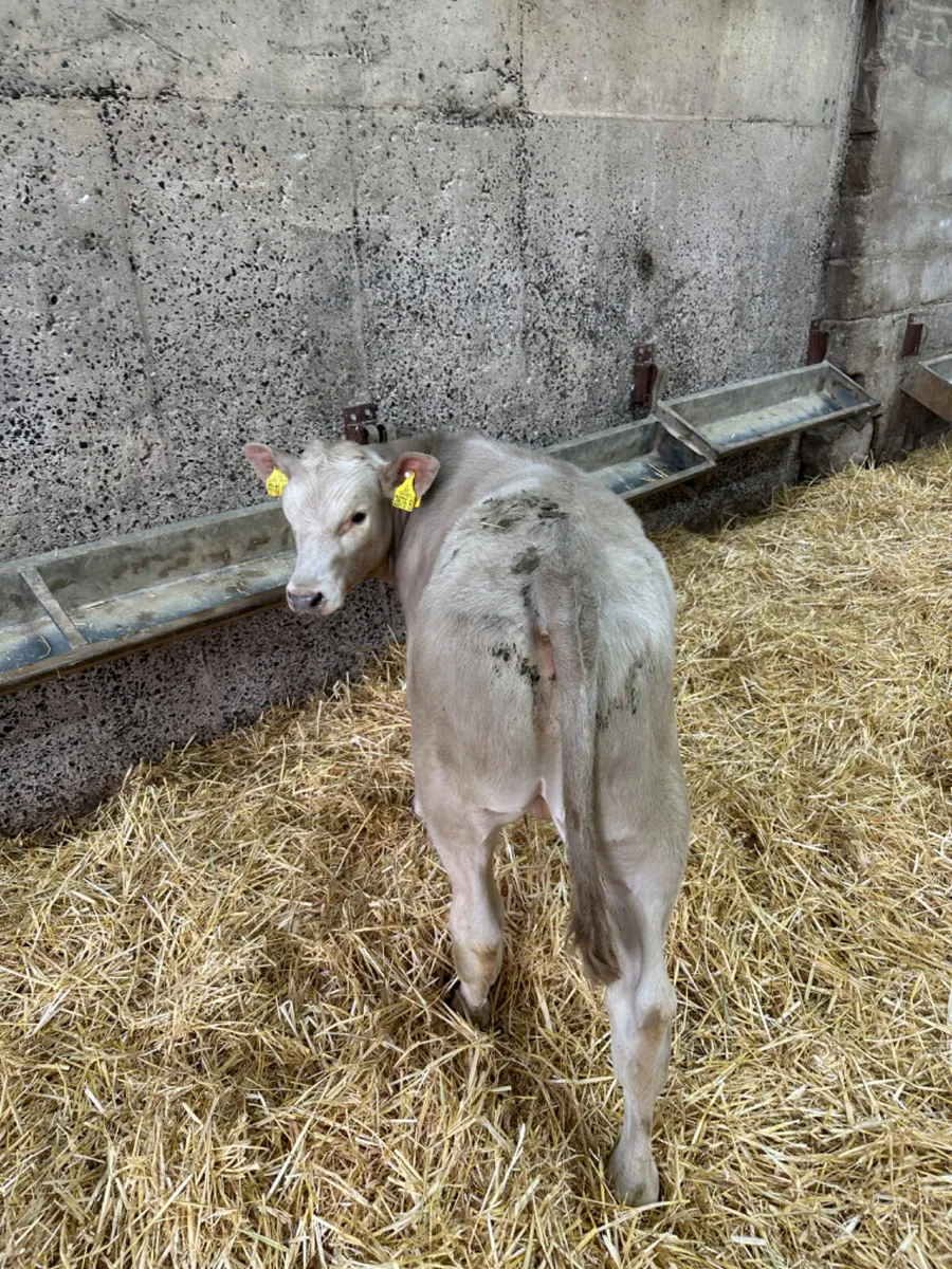 Blue Charolais and Simmental bulls - Image 2