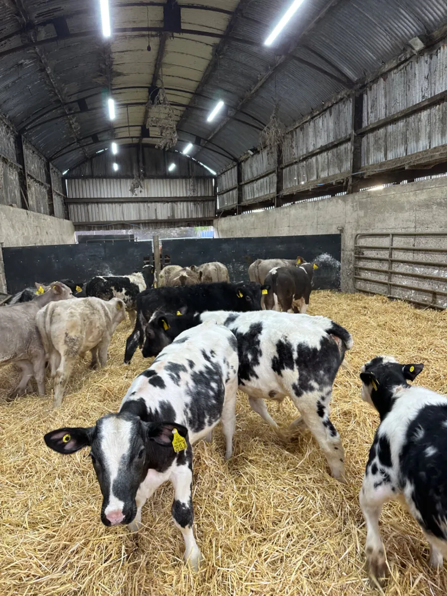 Blue Charolais and Simmental bulls - Image 1