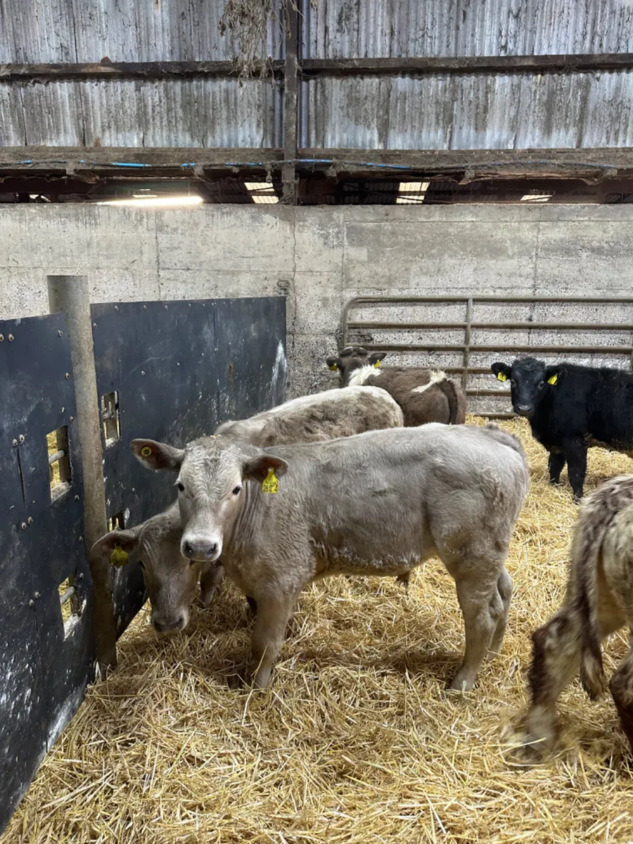 Blue Charolais and Simmental bulls - Image 4