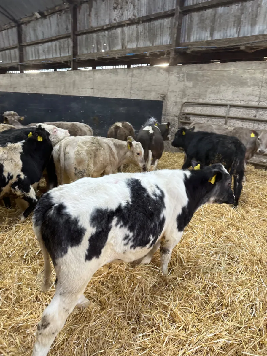 Blue Charolais and Simmental bulls - Image 3