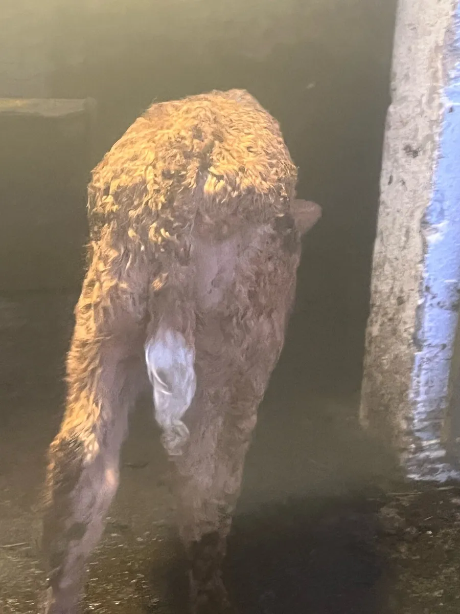 OUTSTANDING CH BULL SUCK - Image 1