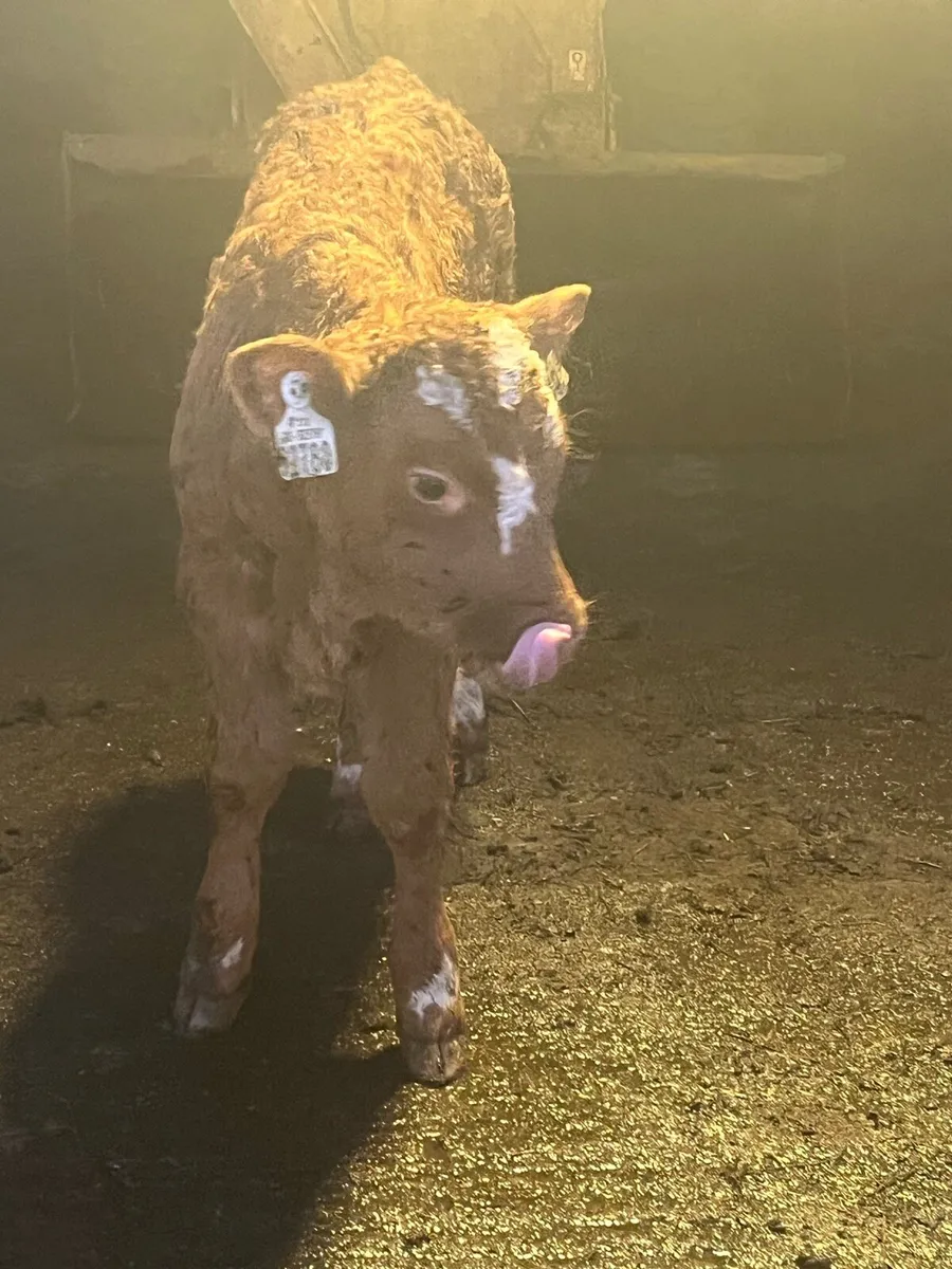 OUTSTANDING CH BULL SUCK - Image 2