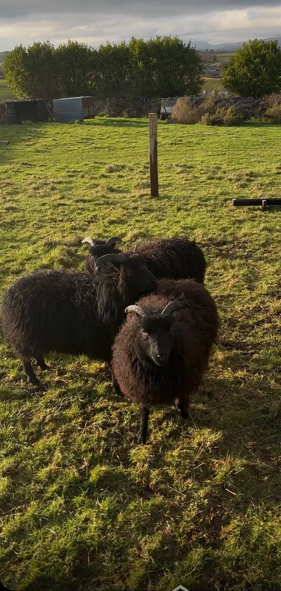 3 Hebridean ewe lambs - Image 1