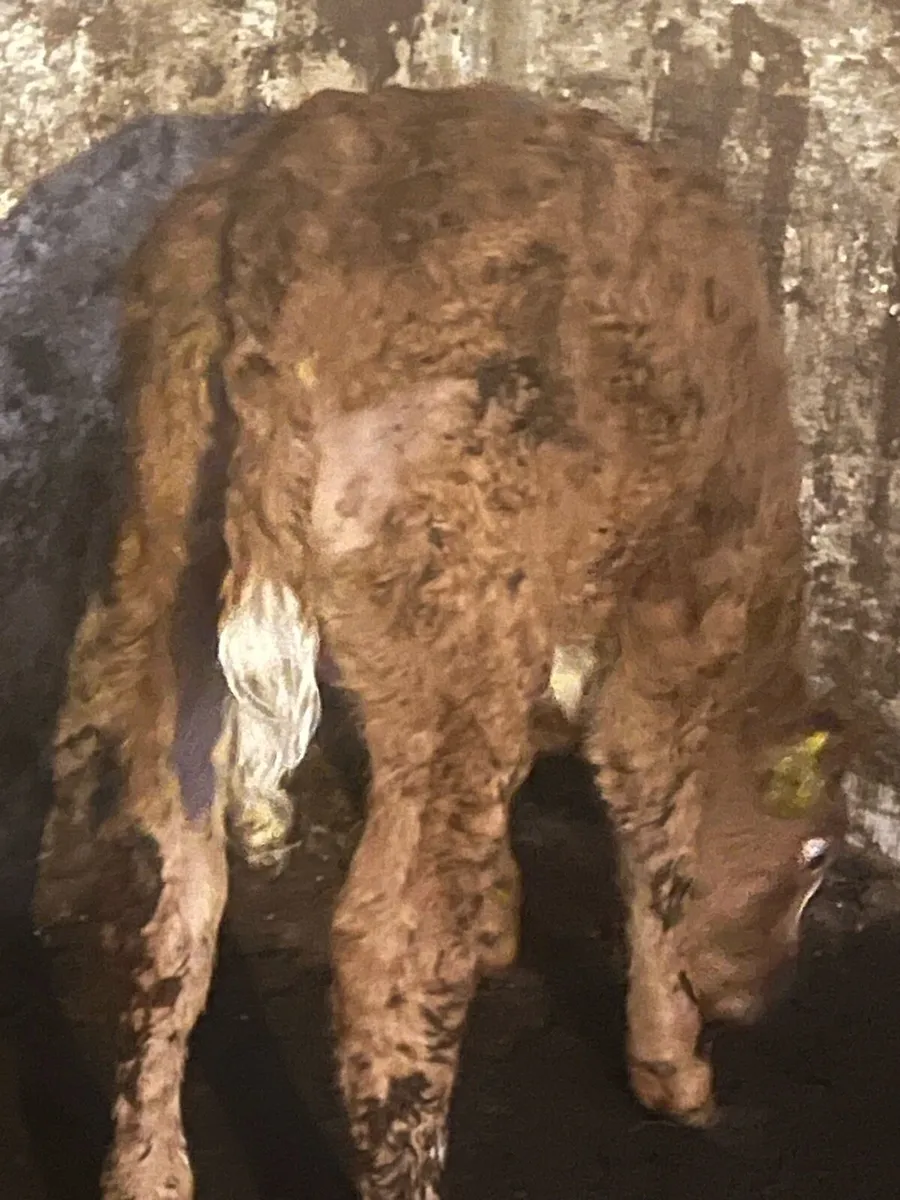 OUTSTANDING CH BULL SUCK - Image 4