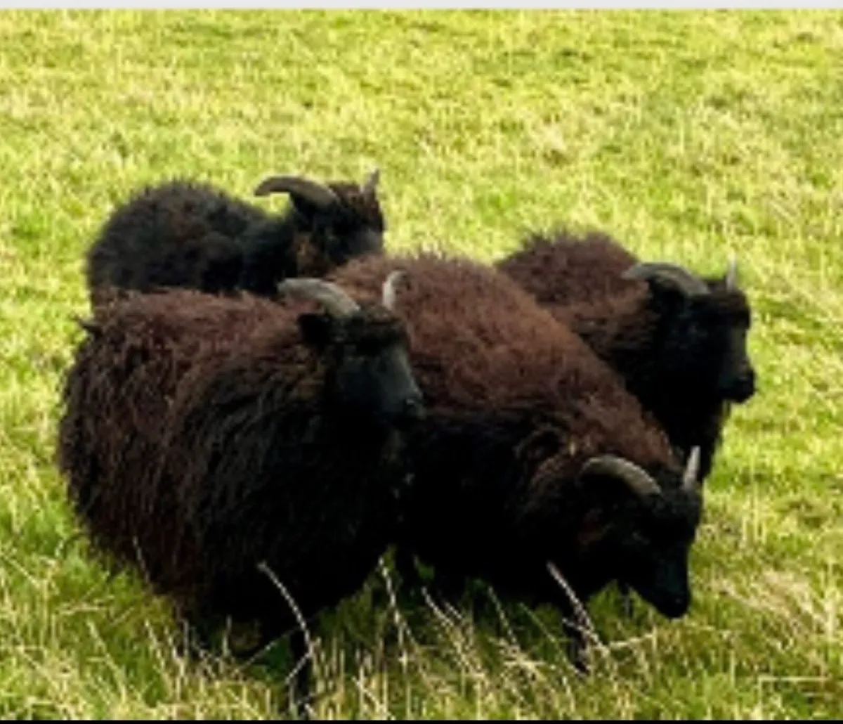 3 Hebridean ewe lambs - Image 2