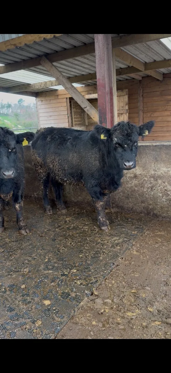 Two Pedigree Aberdeen Angus Heifers - Image 1