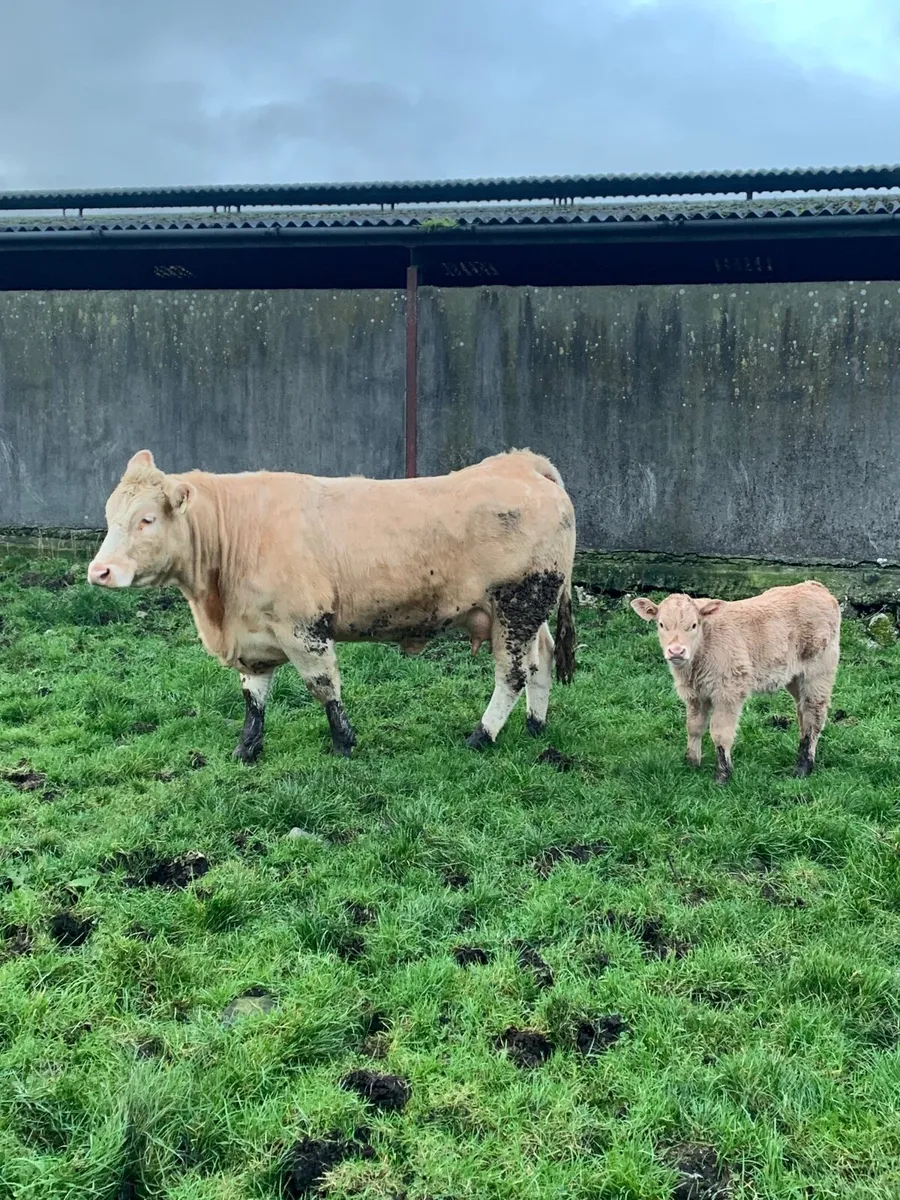 2 Super first calved cows with bull calfs at foot - Image 1