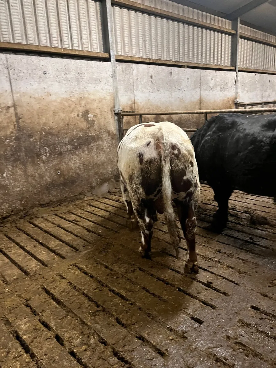 BB Hybrid bull - Image 2