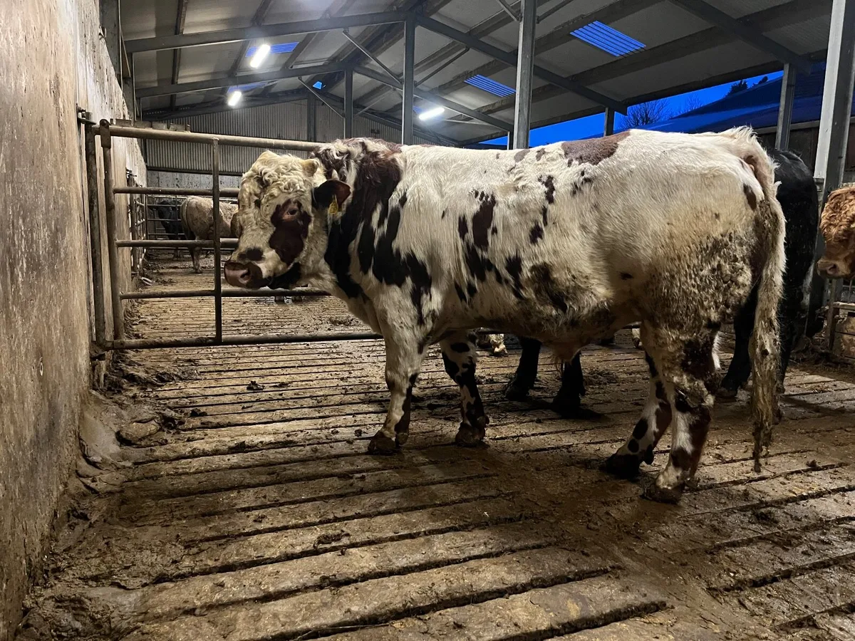 BB Hybrid bull - Image 1