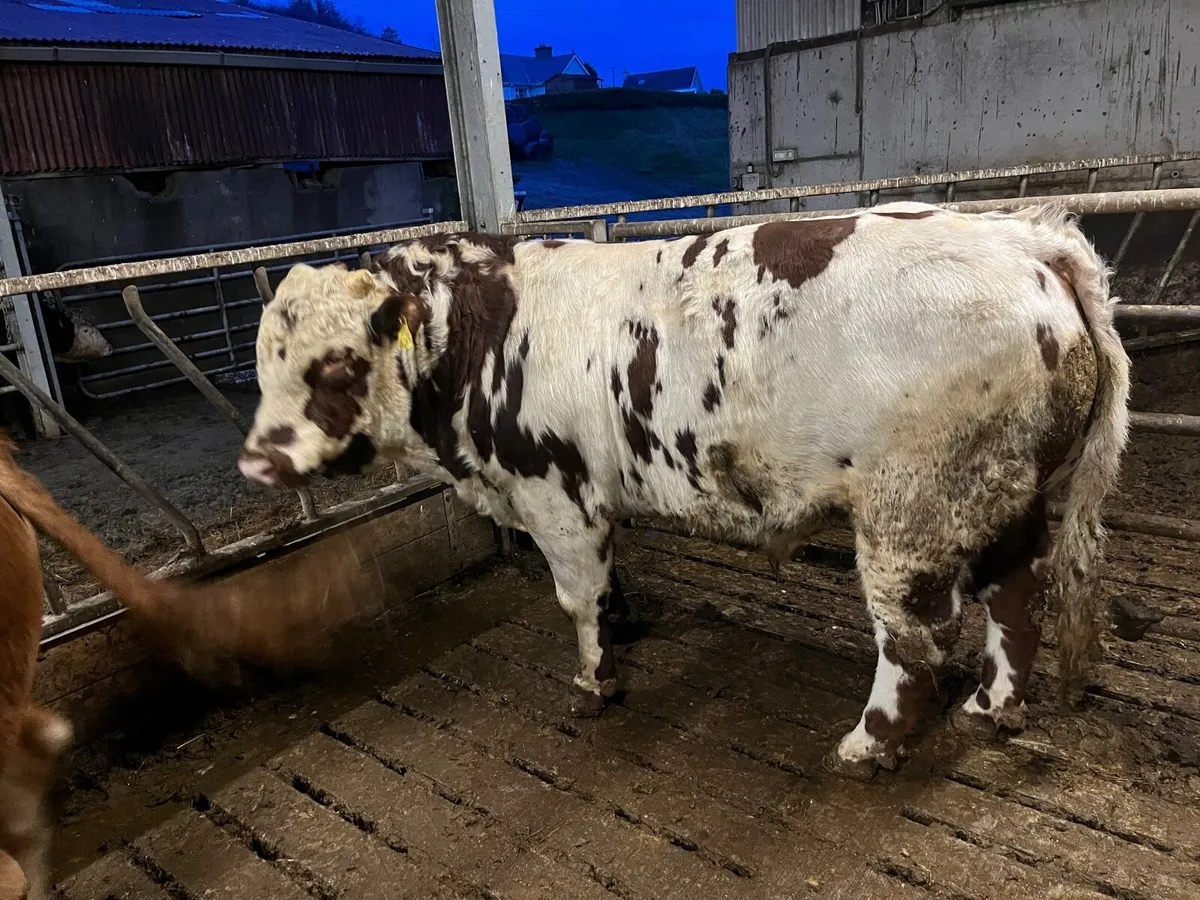 BB Hybrid bull - Image 3