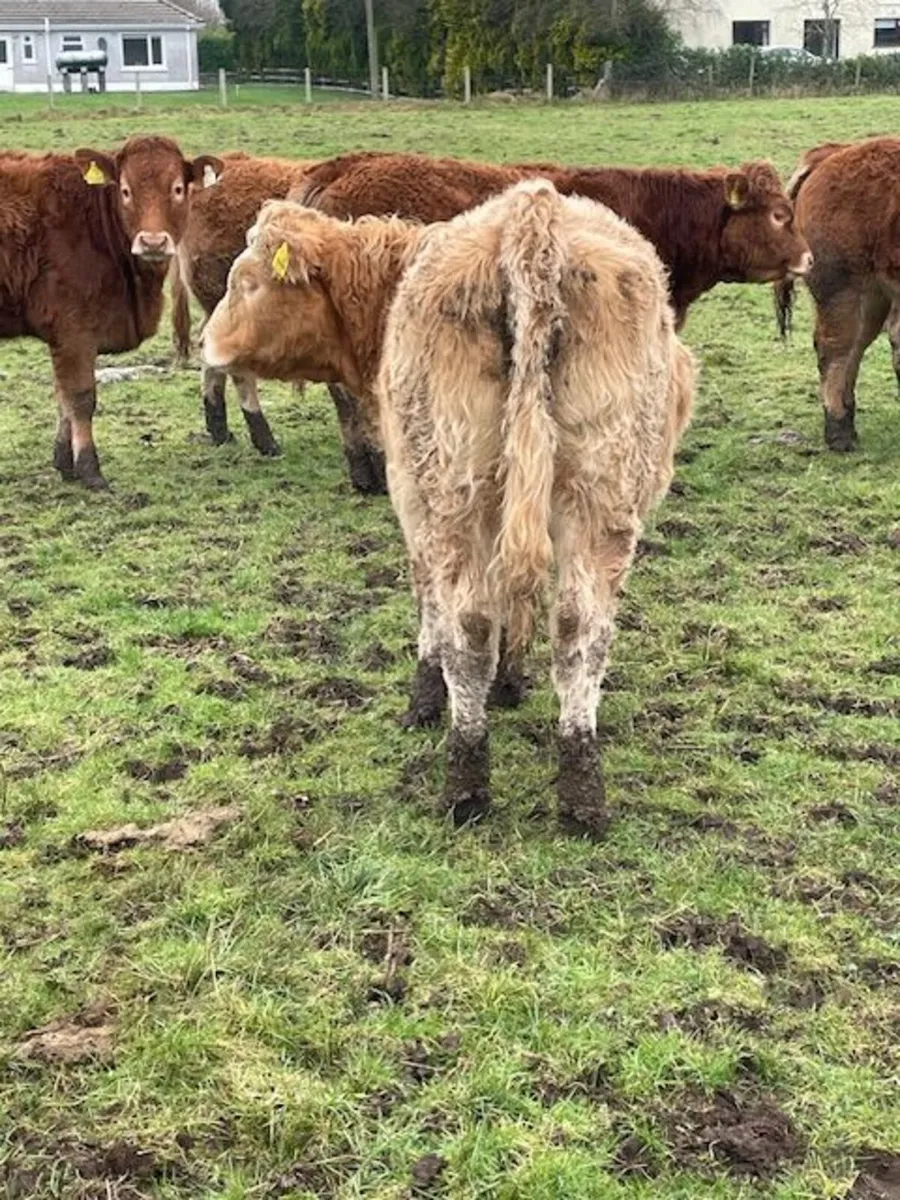 Limousin Heifers - Image 3