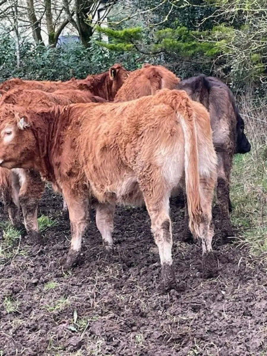 Limousin Heifers - Image 4