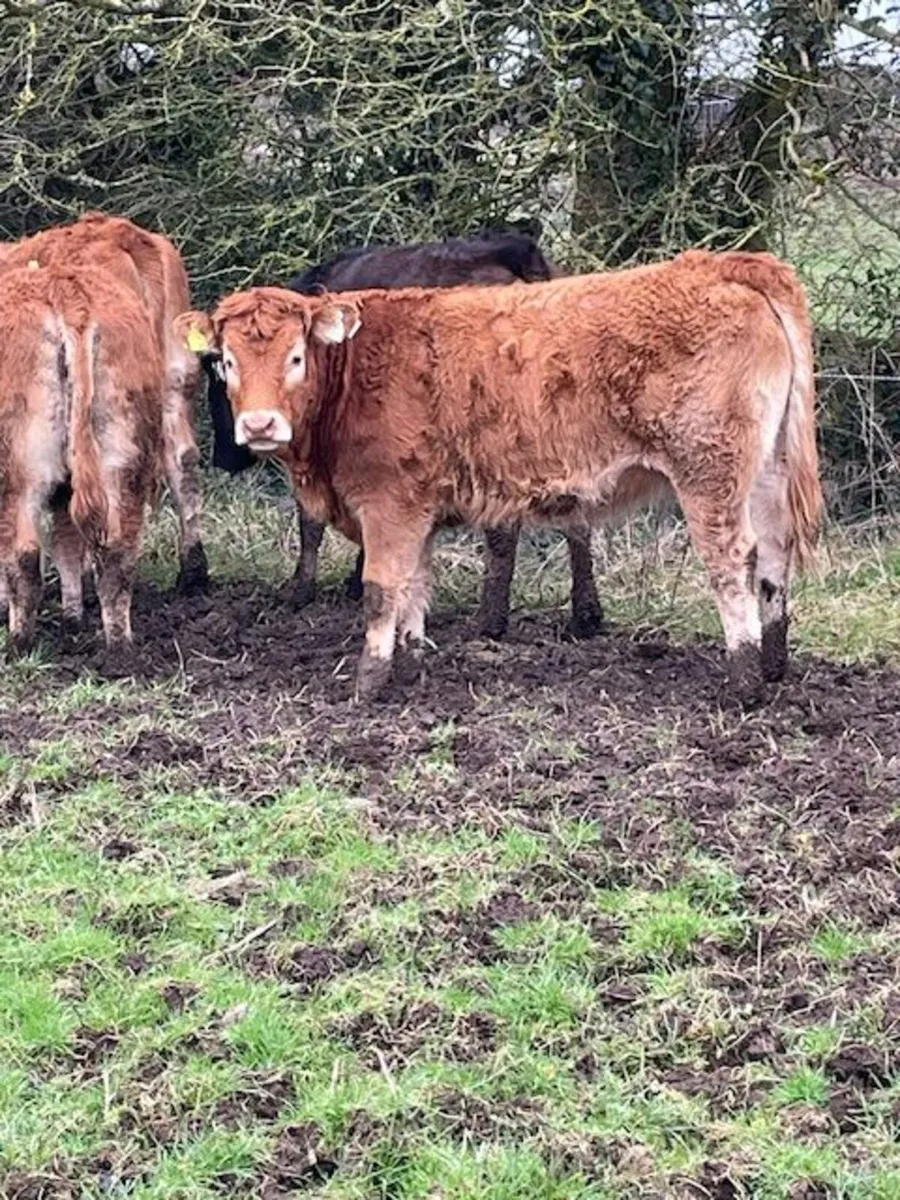 Limousin Heifers - Image 1