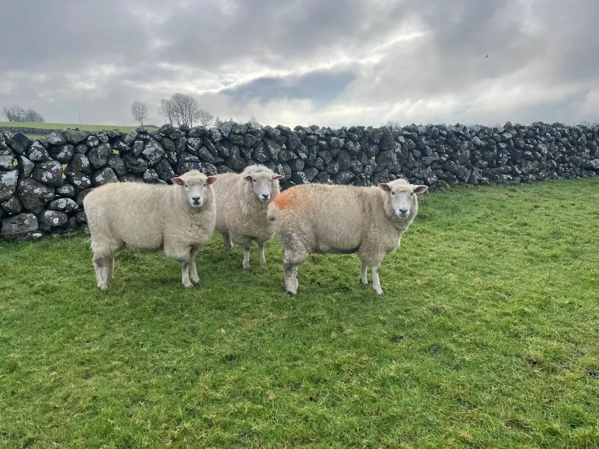 PB Reg In Lamb Galway Ewes - Image 1