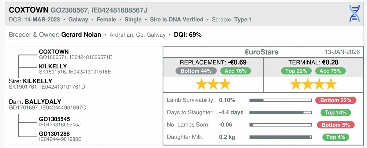 PB Reg In Lamb Galway Ewes - Image 4