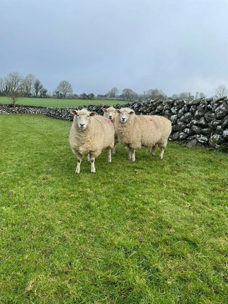 PB Reg In Lamb Galway Ewes - Image 2