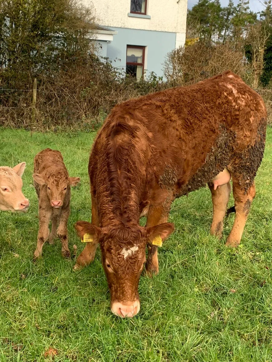 2 Super first calved cows with bull calfs at foot - Image 3