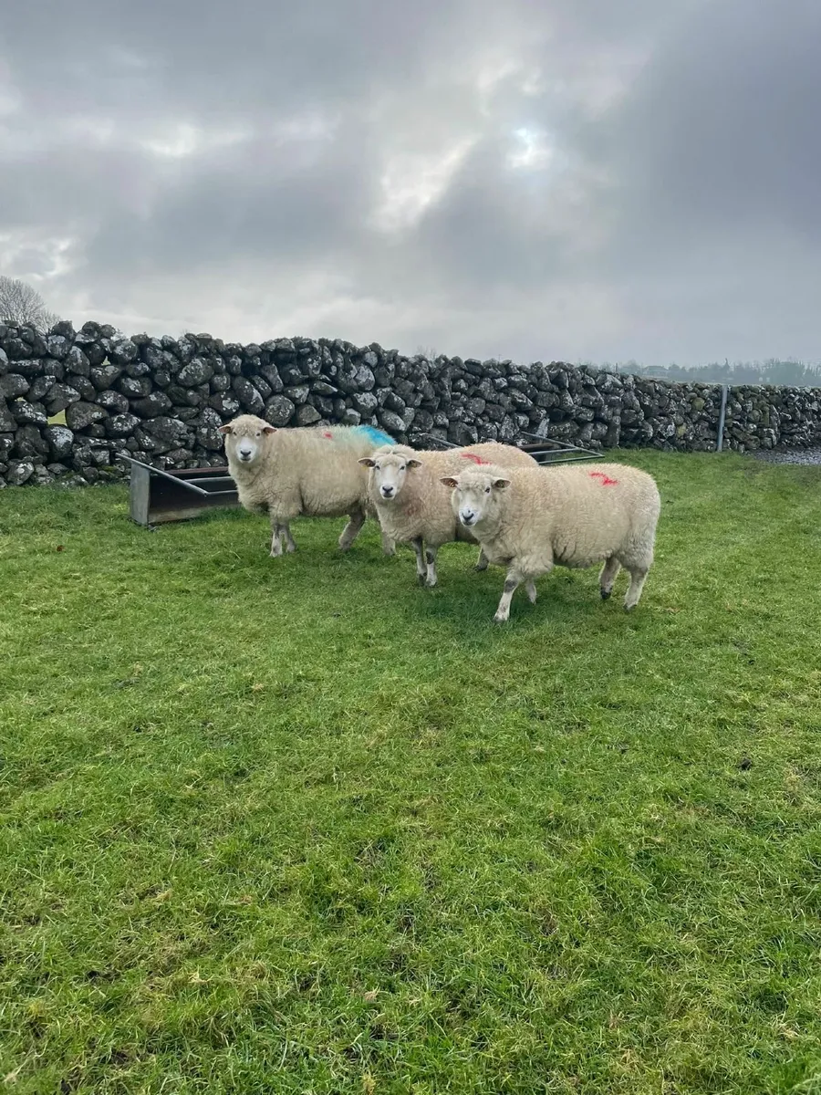 PB Reg Galway Ewes Scanned In Lamb - Image 1