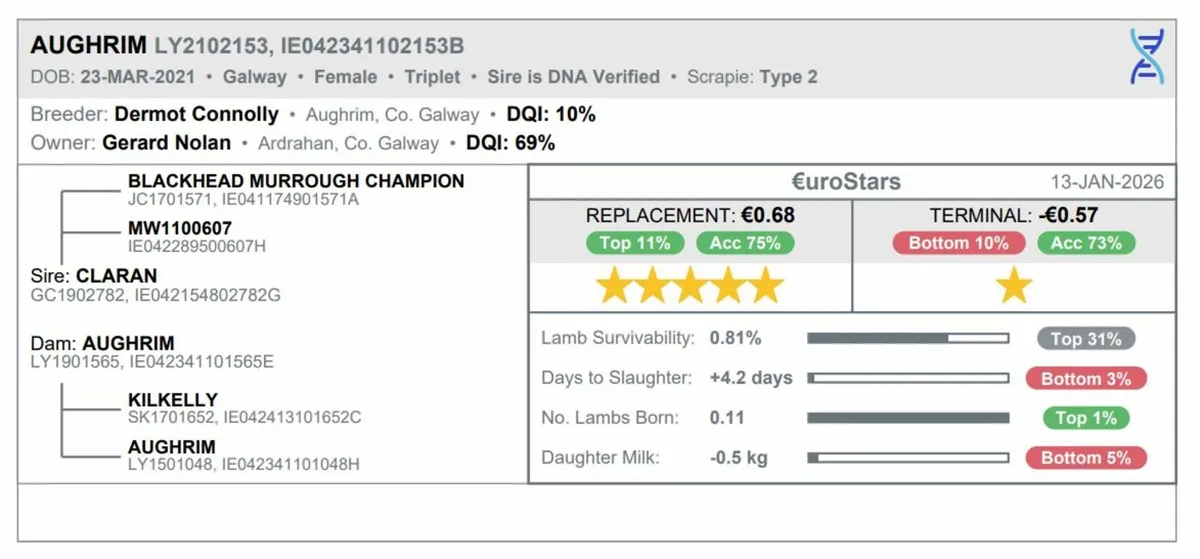 PB Reg Galway Ewes Scanned In Lamb - Image 4