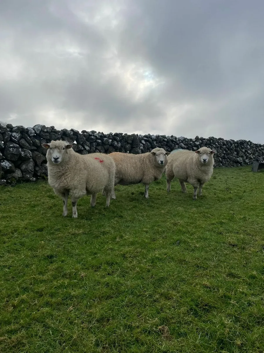 PB Reg Galway Ewes Scanned In Lamb - Image 3
