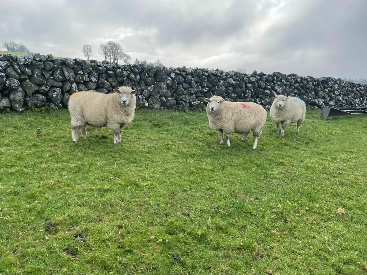 PB Reg Galway Ewes Scanned In Lamb - Image 2