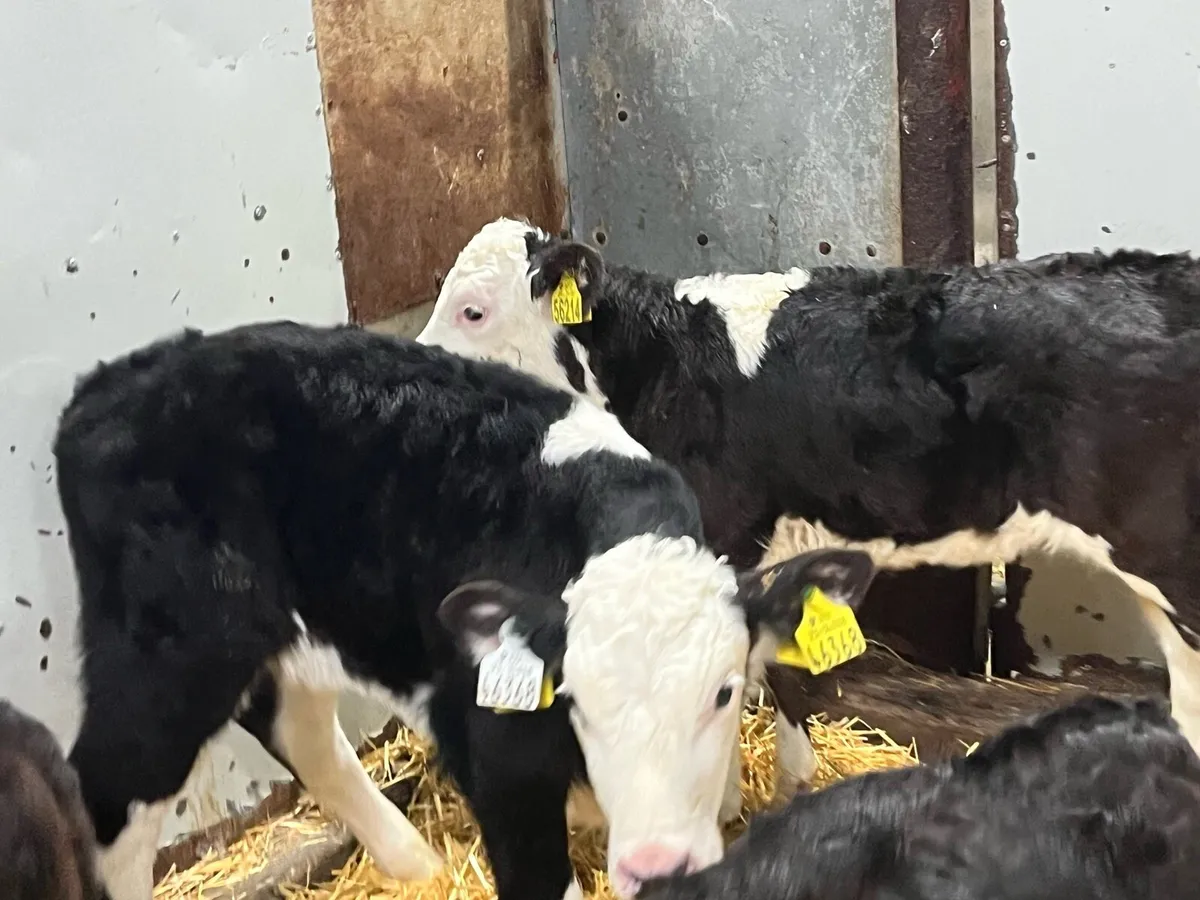 Smashing HE Heifer Calves - Image 2