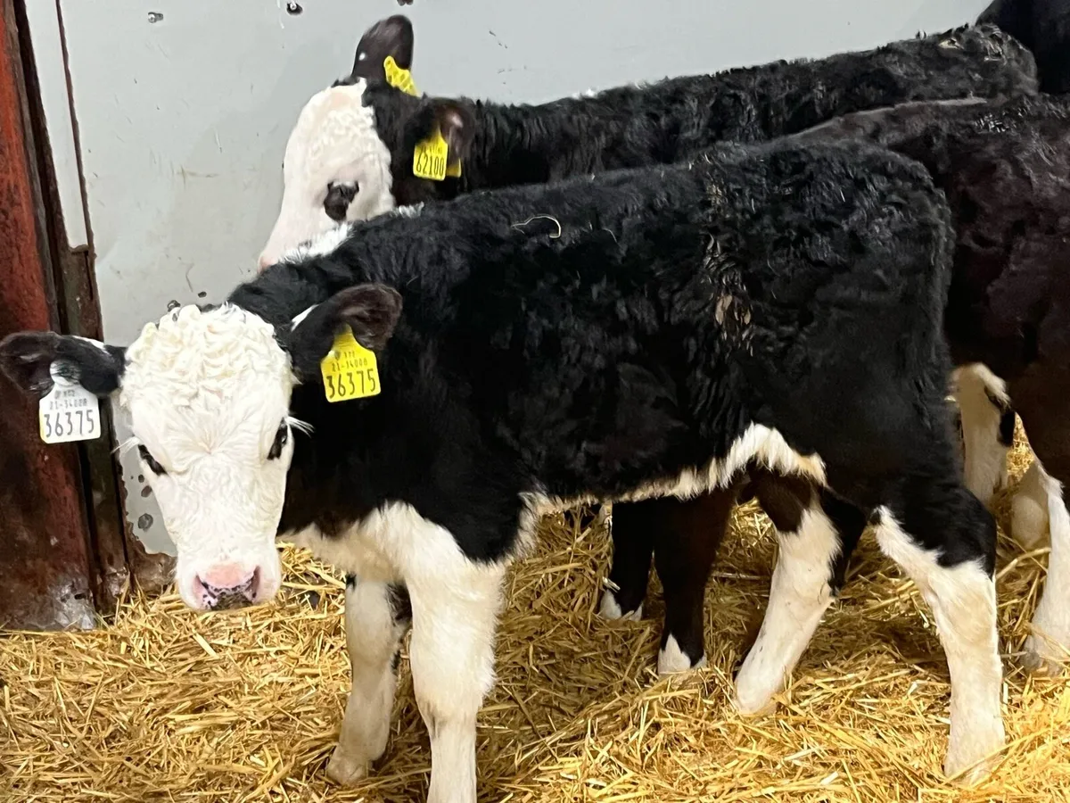 Smashing HE Heifer Calves - Image 3
