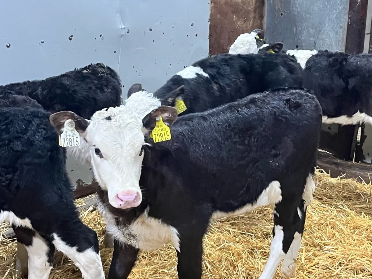 Smashing HE Heifer Calves - Image 1