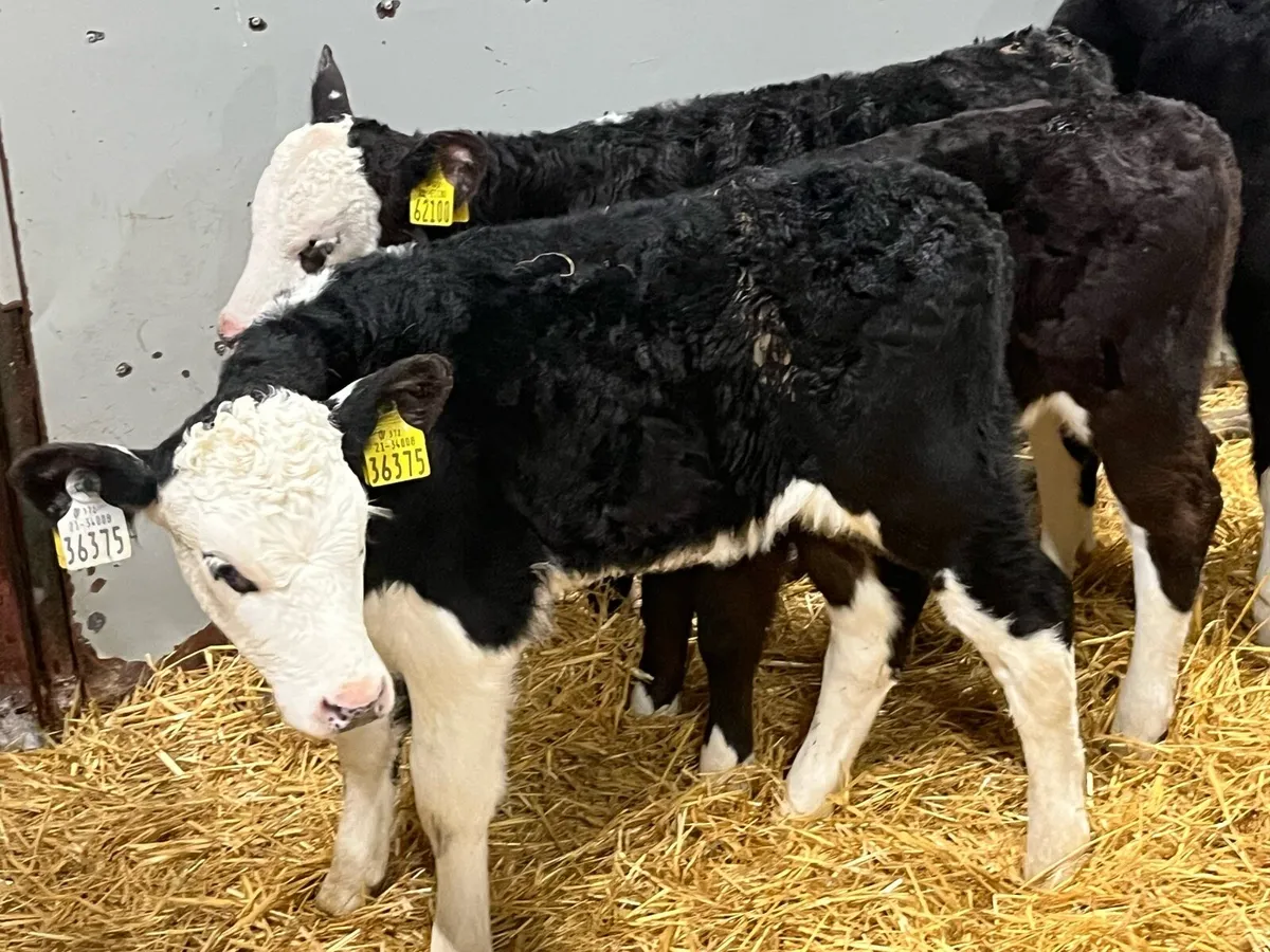 Smashing HE Heifer Calves - Image 4