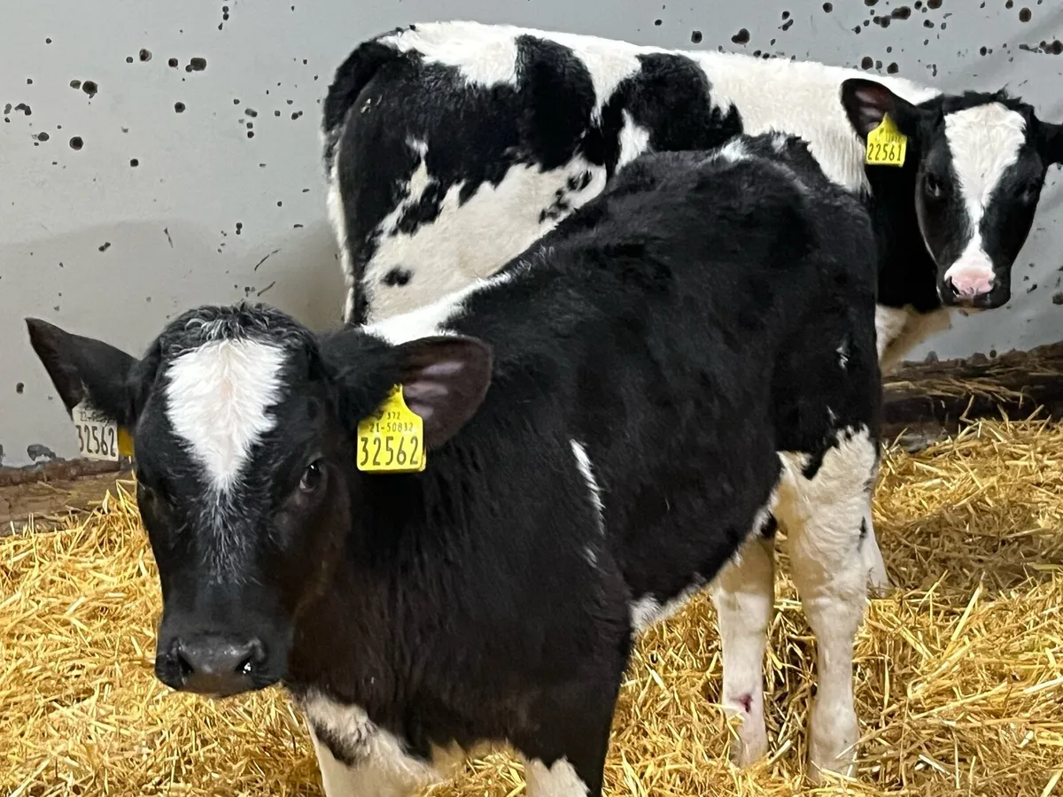 Serious Reared BB Heifer Calves - Image 2