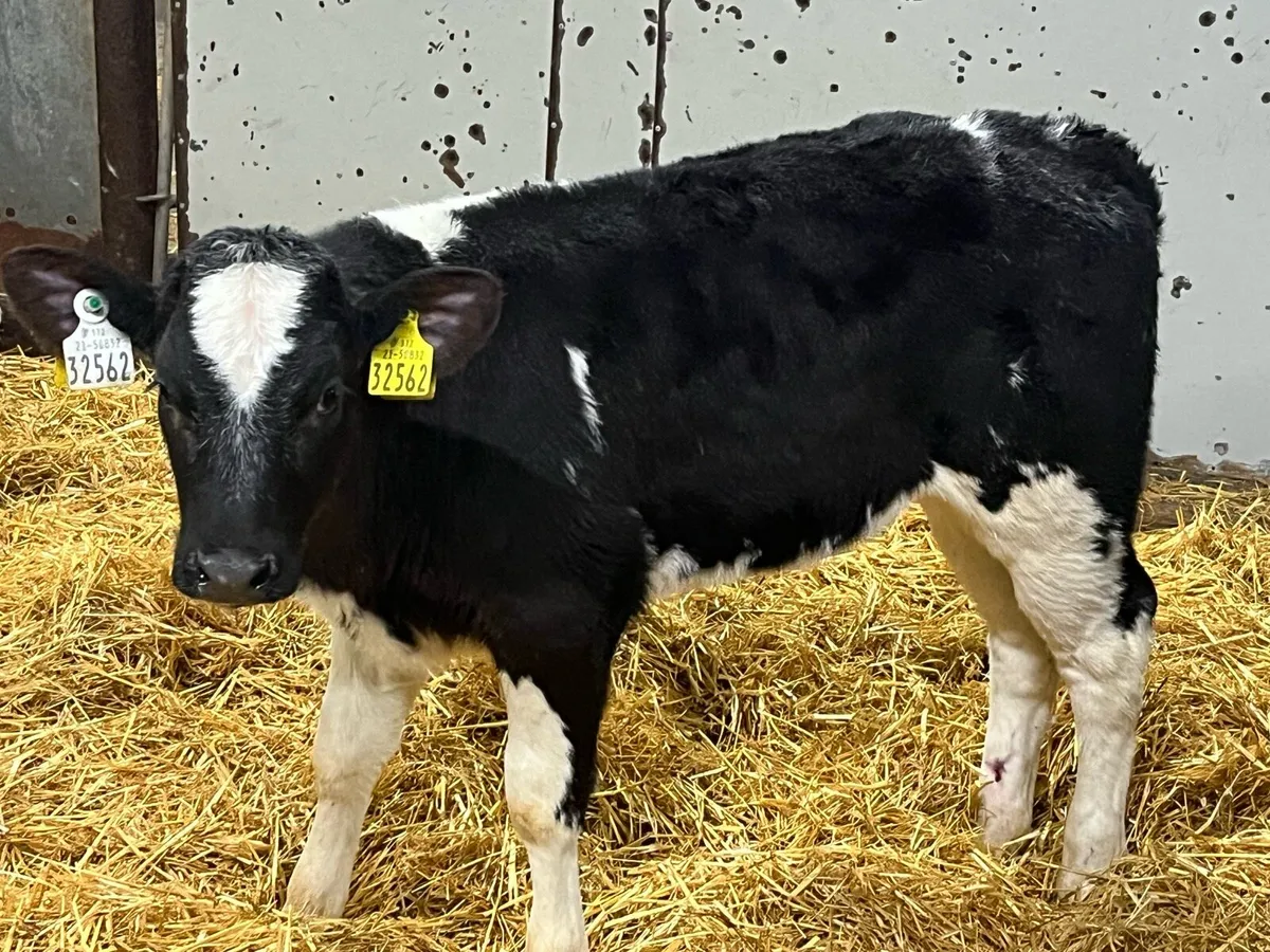 Serious Reared BB Heifer Calves - Image 3