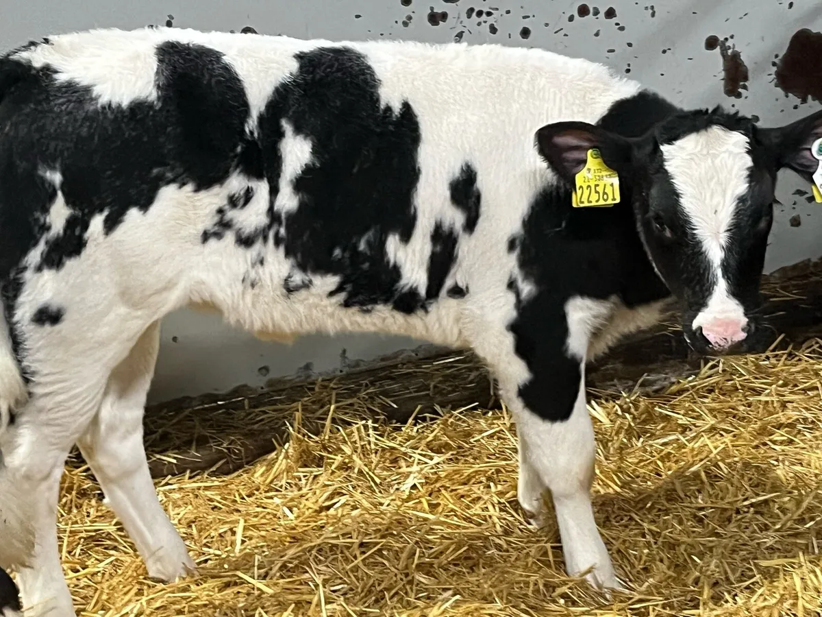 Serious Reared BB Heifer Calves - Image 1