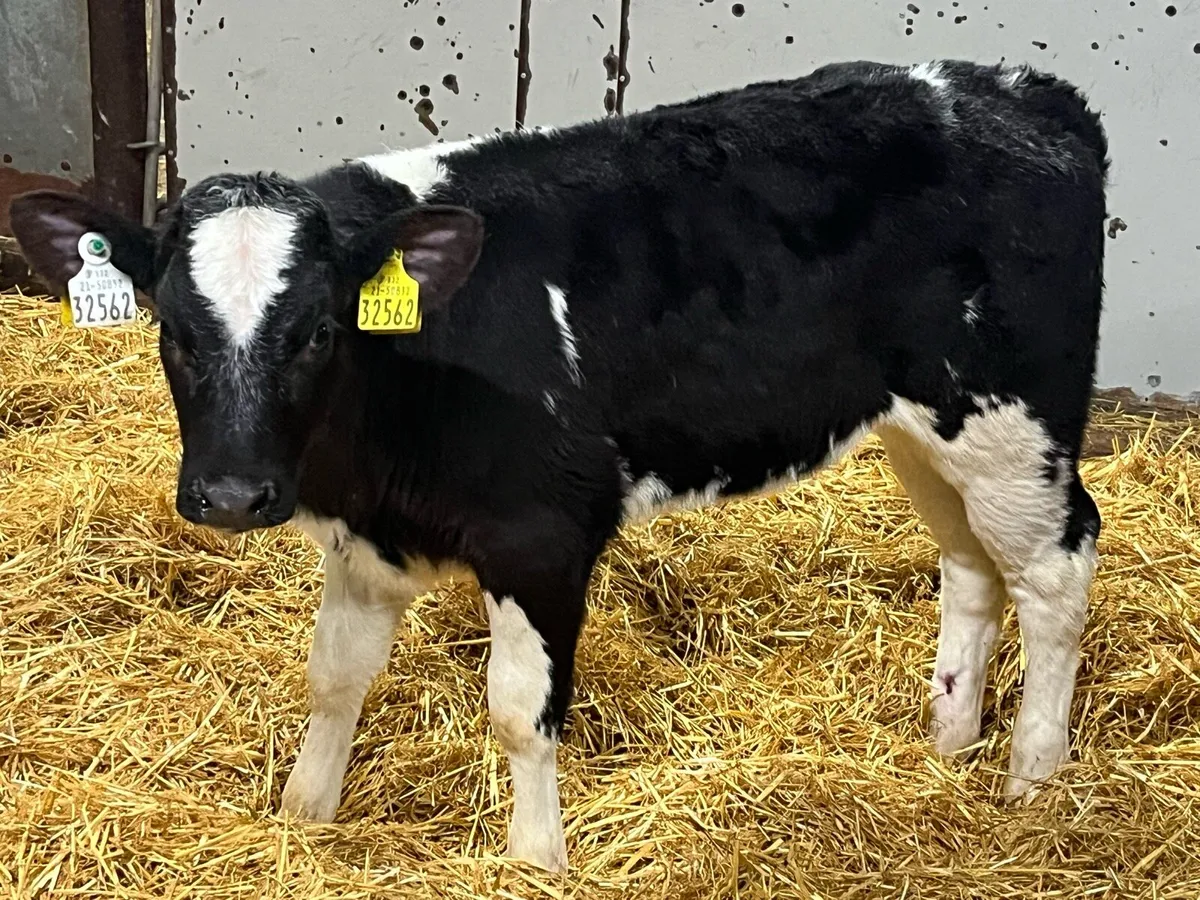 Serious Reared BB Heifer Calves - Image 4