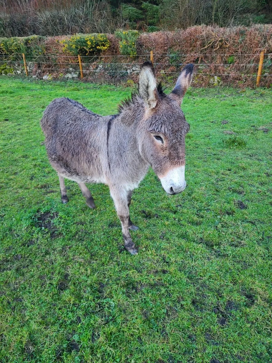 Donkey - Image 2